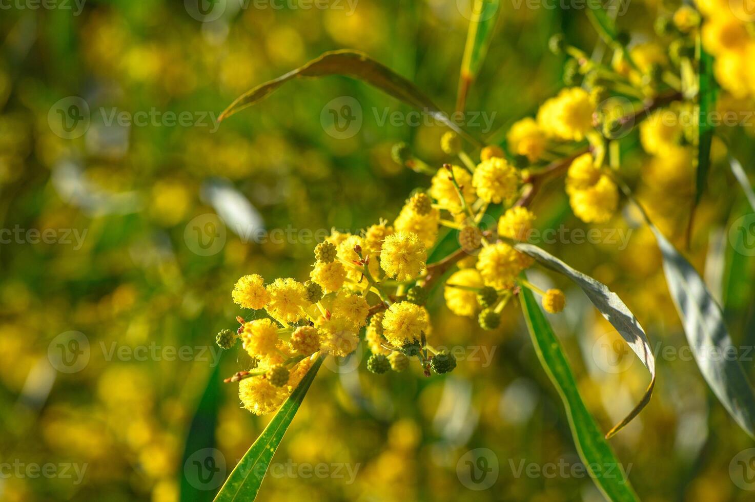 Yellow mimosa flowers. Close up. Spring, Womens day, Easter greeting card. Nature background photo