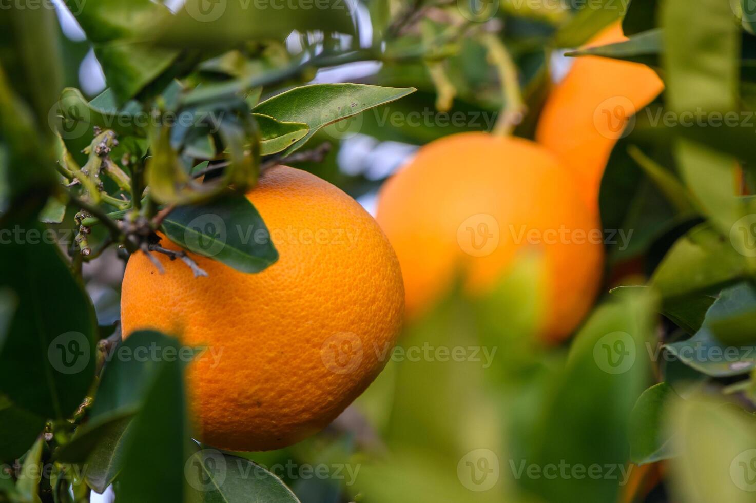Orange garden with oranges in spring. Trees with fruits. 8 photo