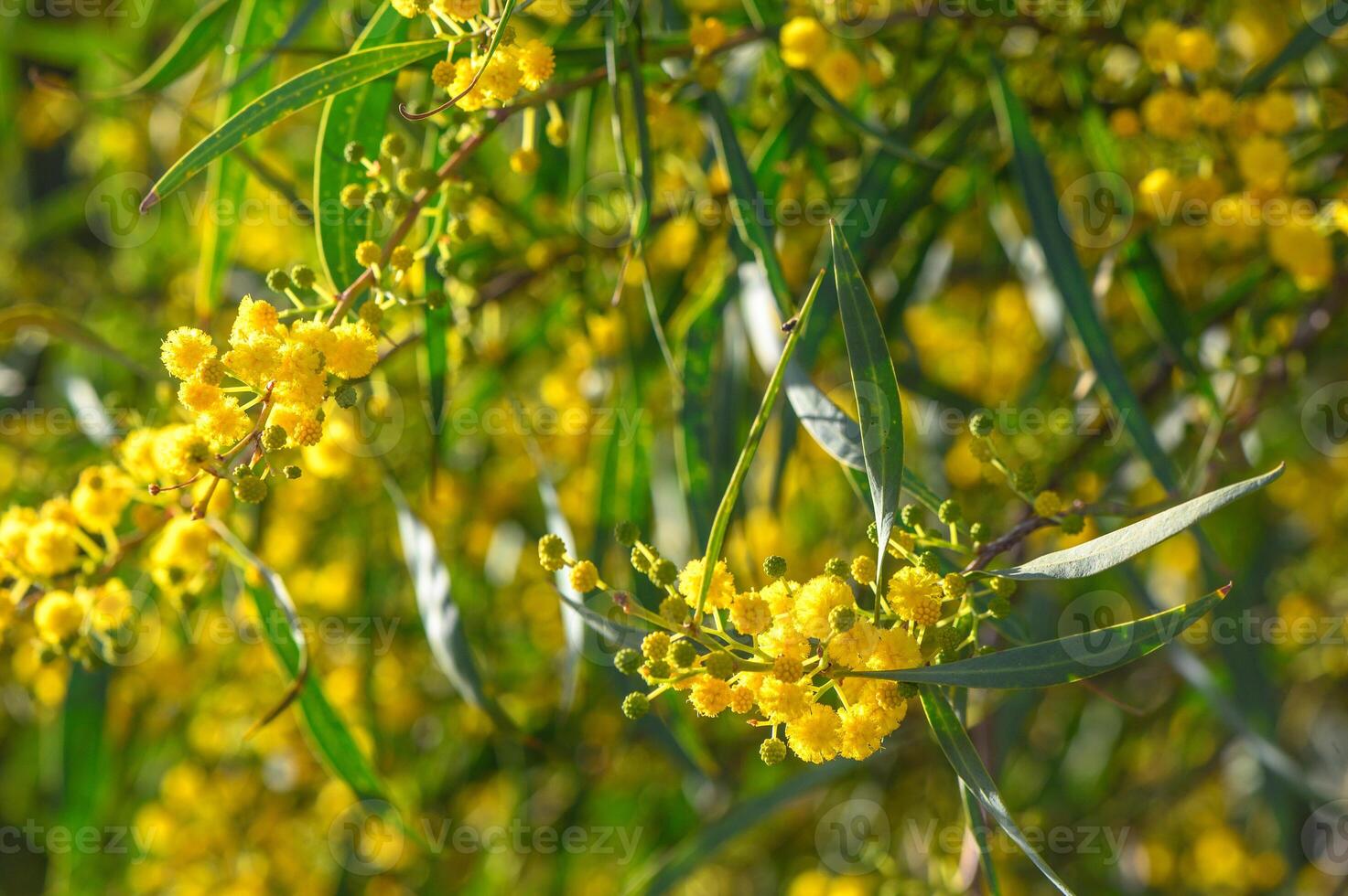 Yellow mimosa flowers. Close up. Spring, Womens day, Easter greeting card. Nature background2 photo