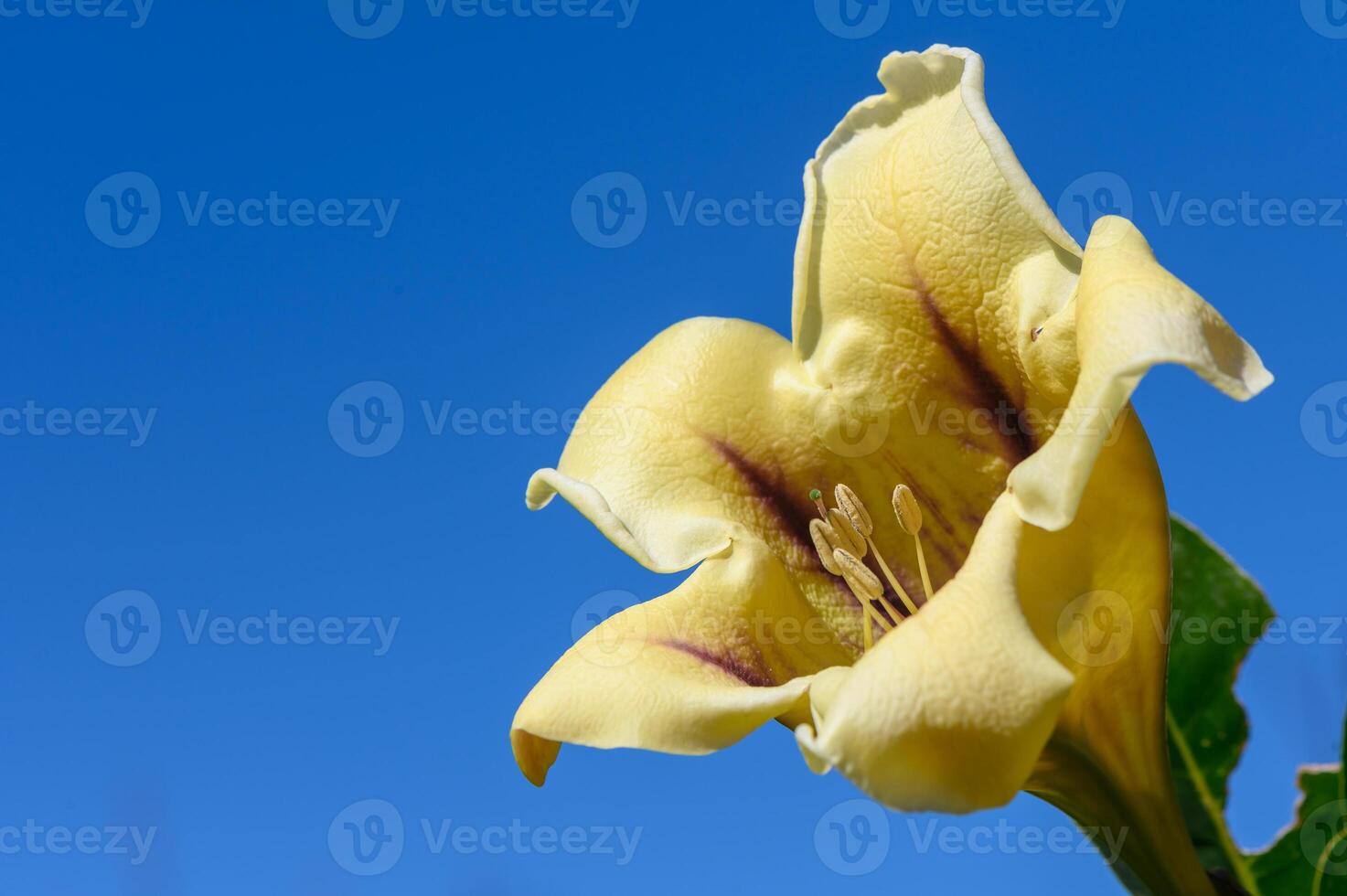 yellow tropical flowers bloom on the street in cyprus 1 photo