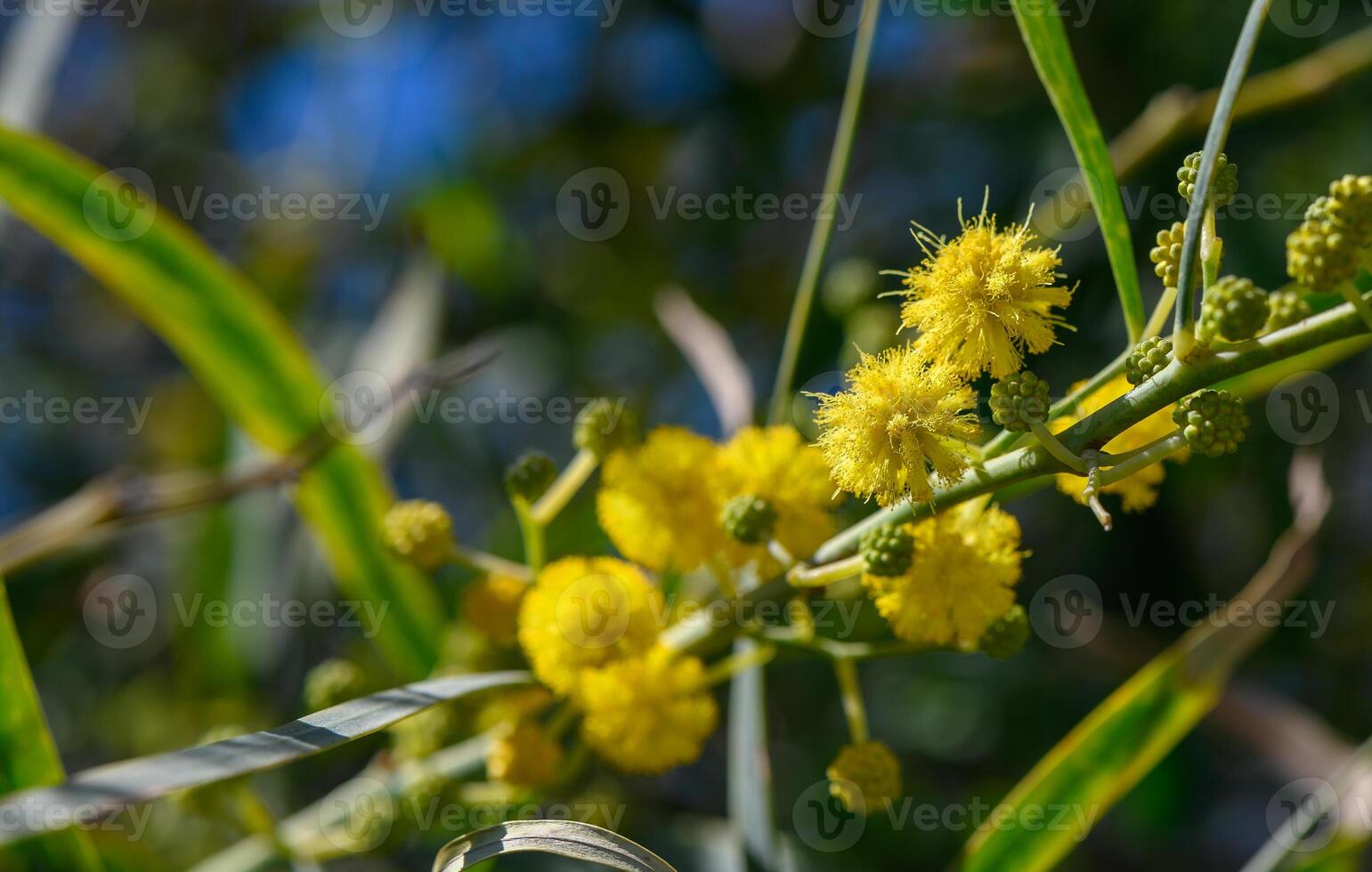 the beginning of mimosa flowering in Cyprus 8 photo