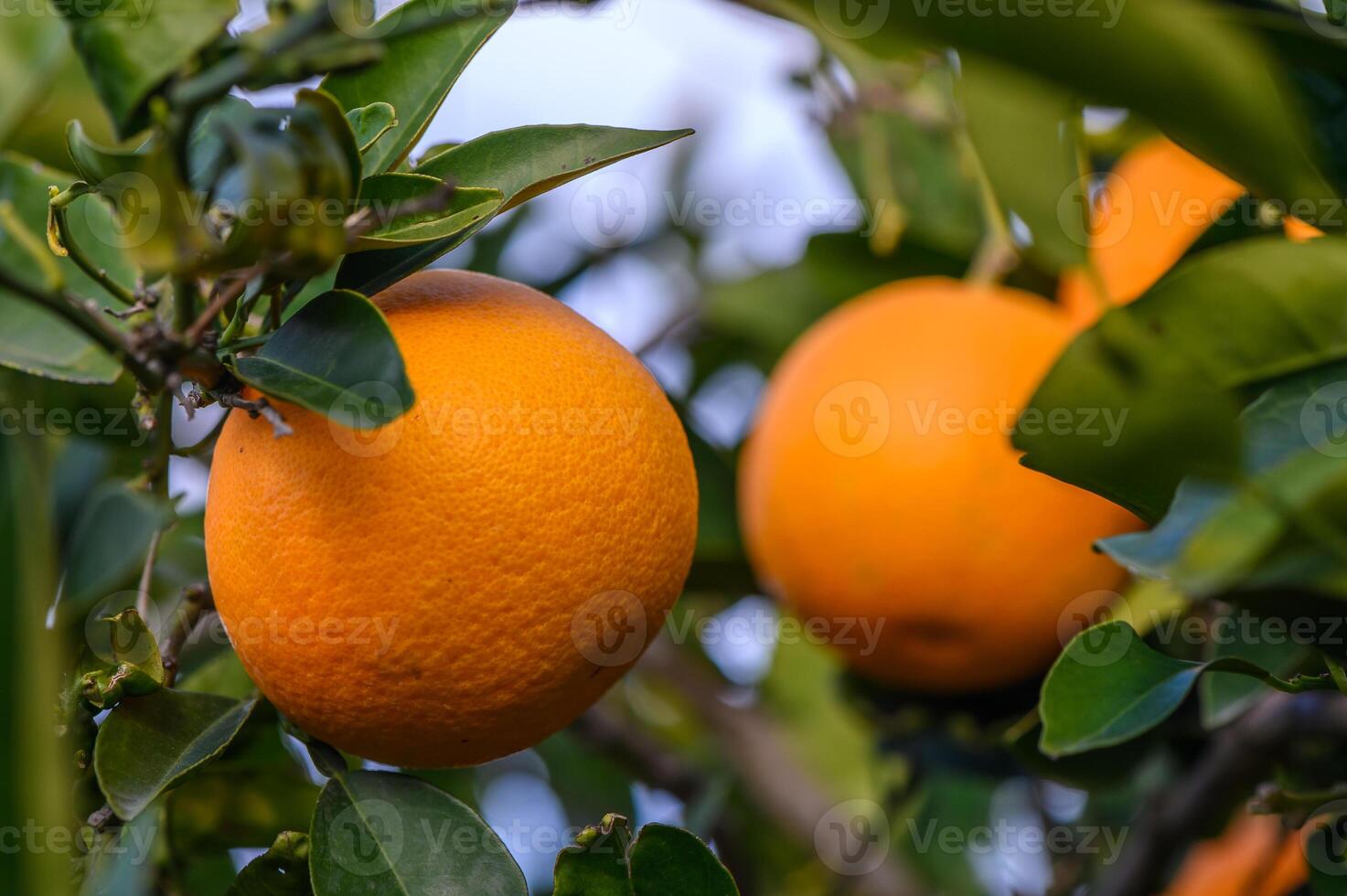 Orange garden with oranges in spring. Trees with fruits. 9 photo
