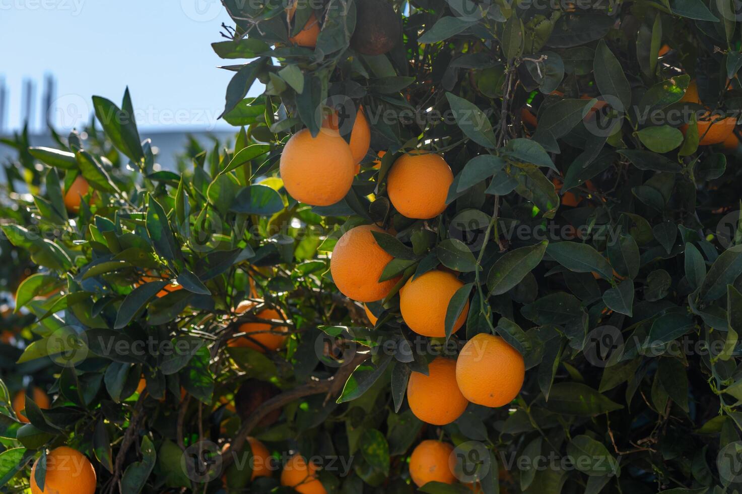 oranges in the garden in winter in Cyprus 1 photo
