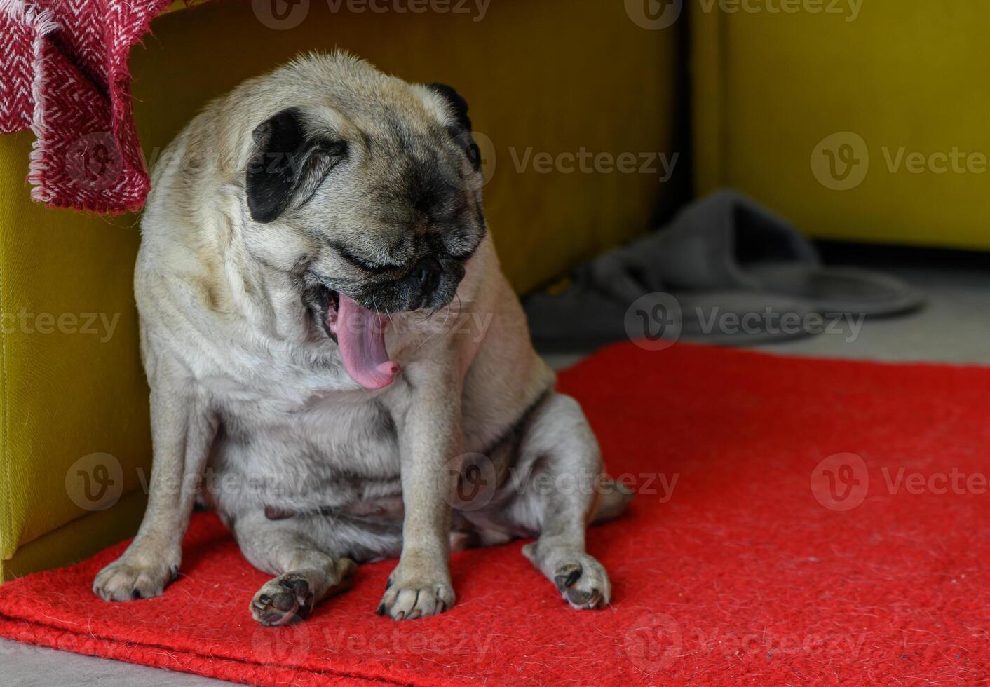 Senior pug sitting on the floor at home 3 photo