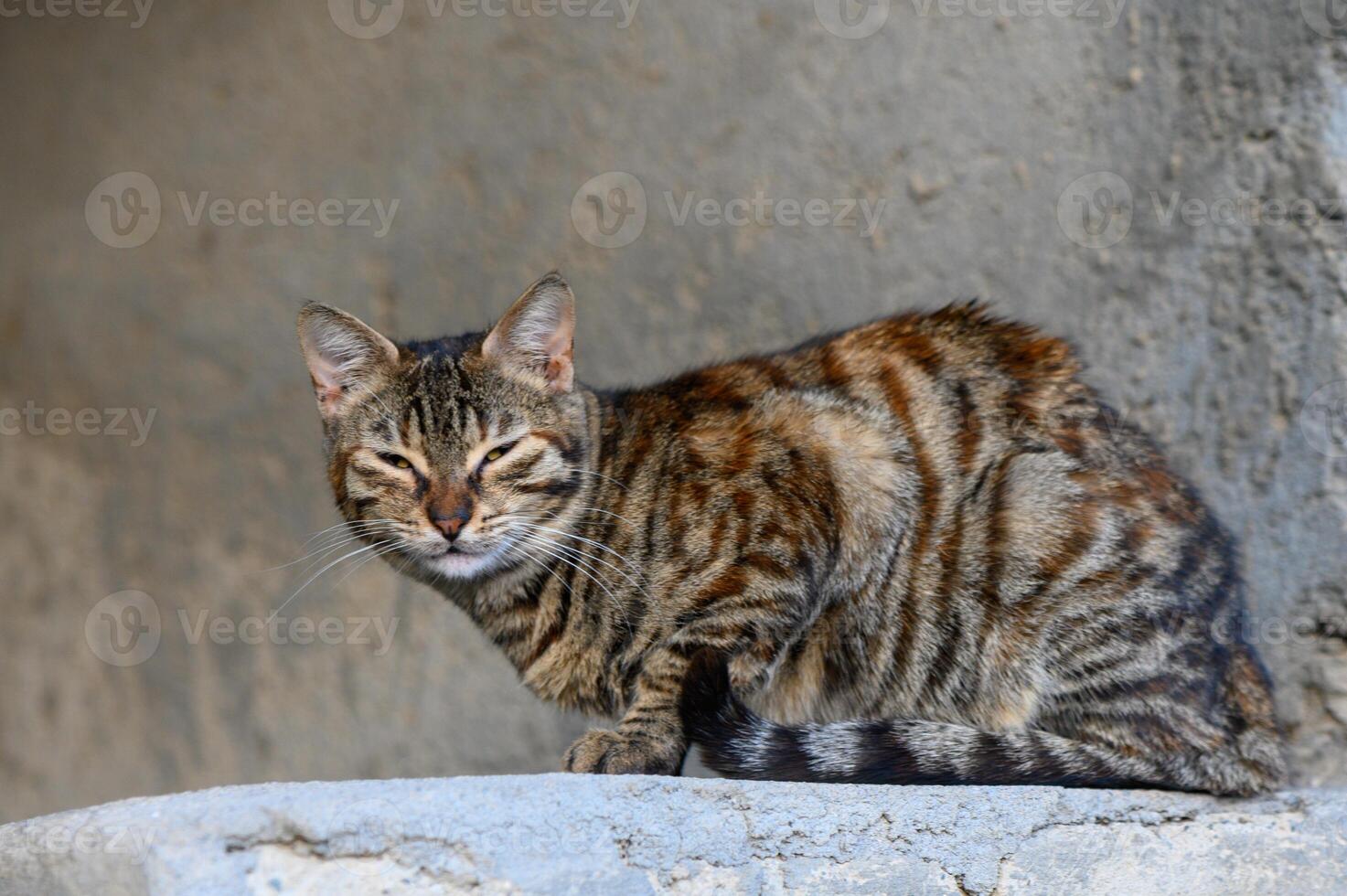 tabby cat on the background of a concrete wall photo