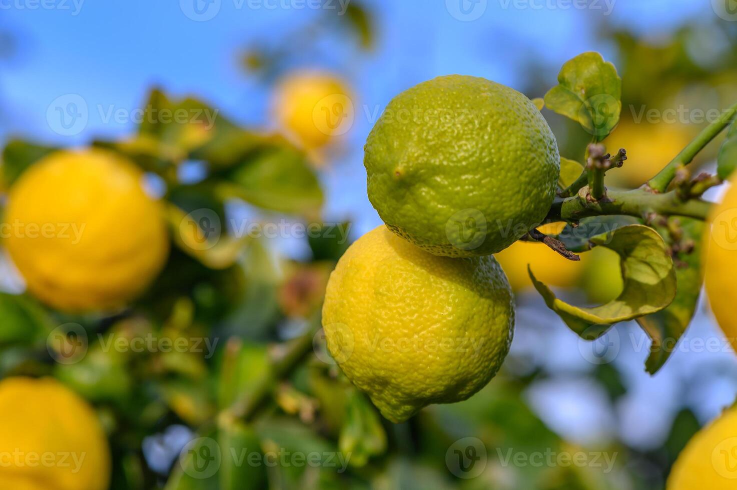 Bunch of Lemon fruit over green natural garden Blur background, Lemon fruit with leaves in blur background. 12 photo