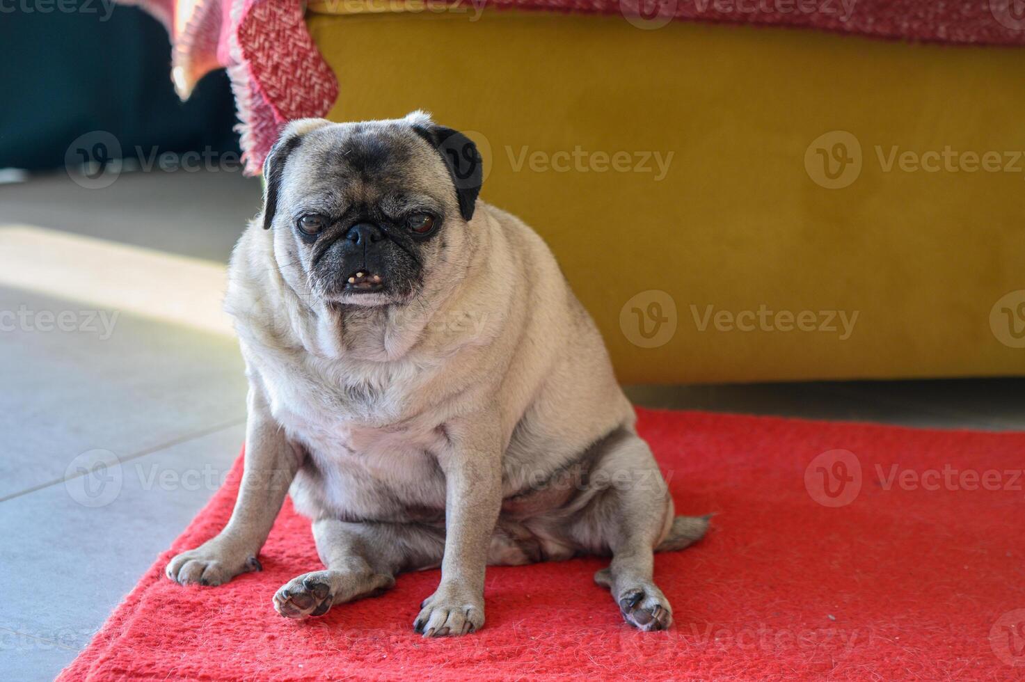 Senior pug resting at home 2 photo