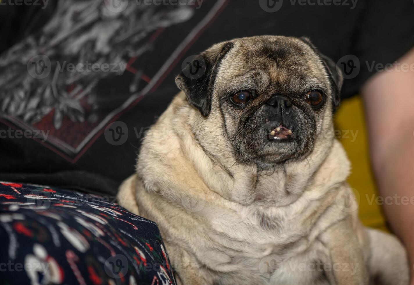 Senior pug resting at home 12 photo
