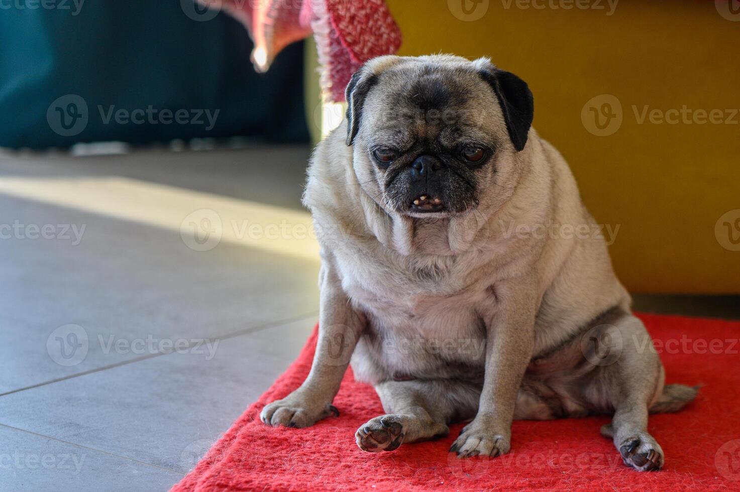 Senior pug sitting on the floor at home 1 photo