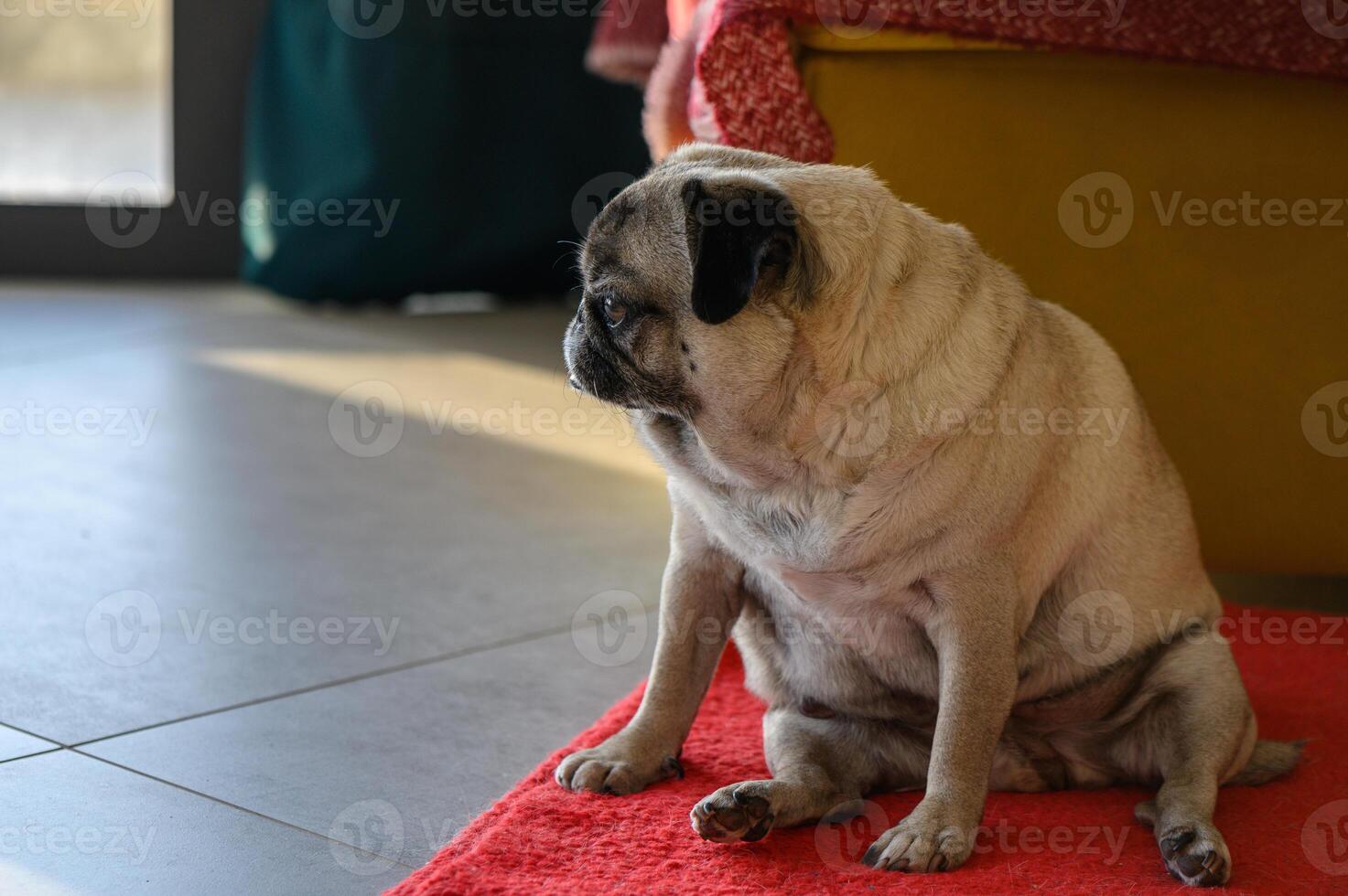 Senior pug sitting on the floor at home photo
