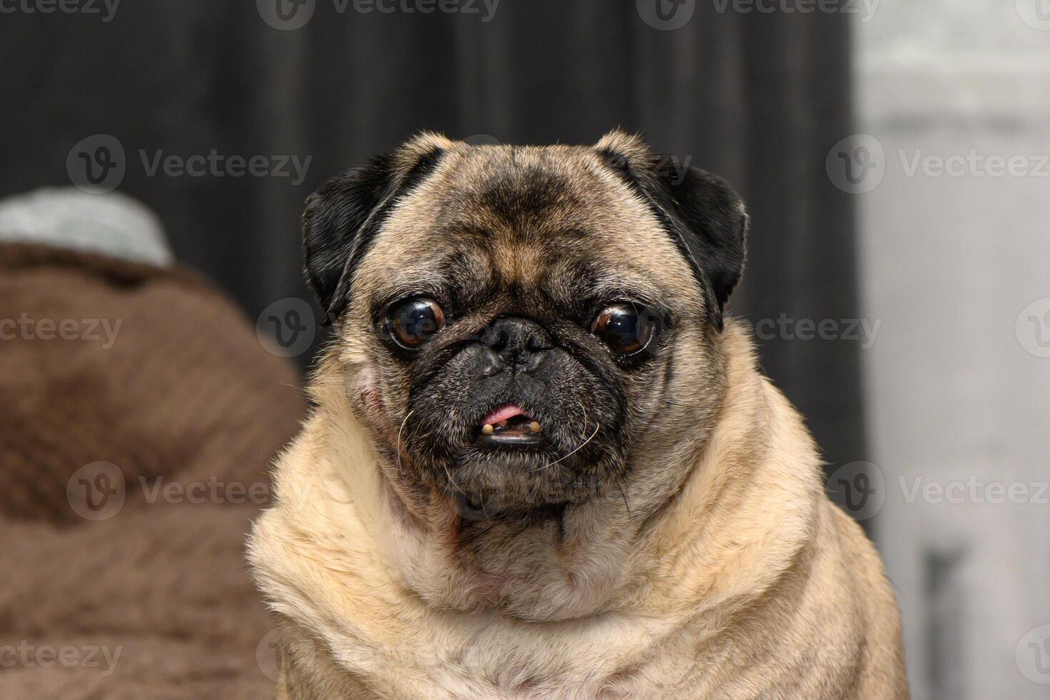 pug suffers from food allergies. skin irritation on dog's neck 1 photo