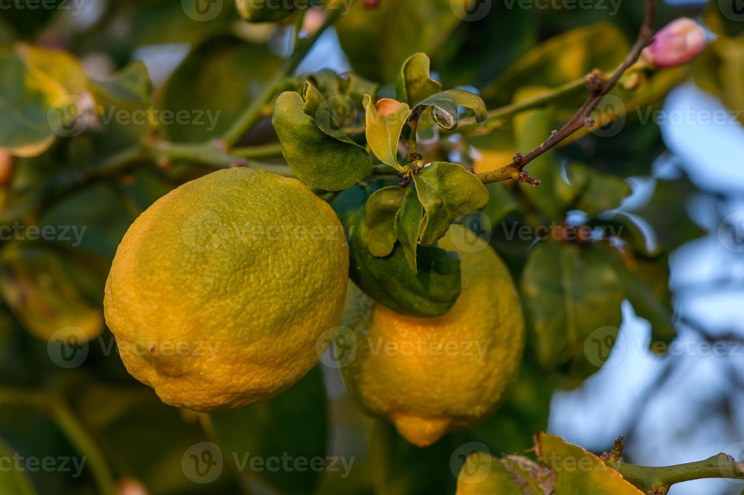 Bunches of fresh yellow ripe lemons on lemon tree branches in garden 2 photo
