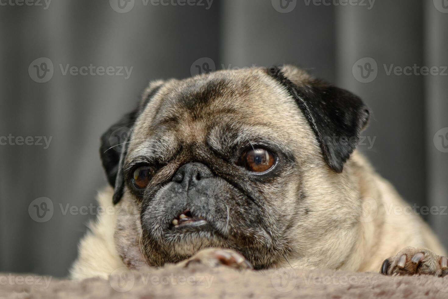 Cozy pug lying on the sofa 11 photo