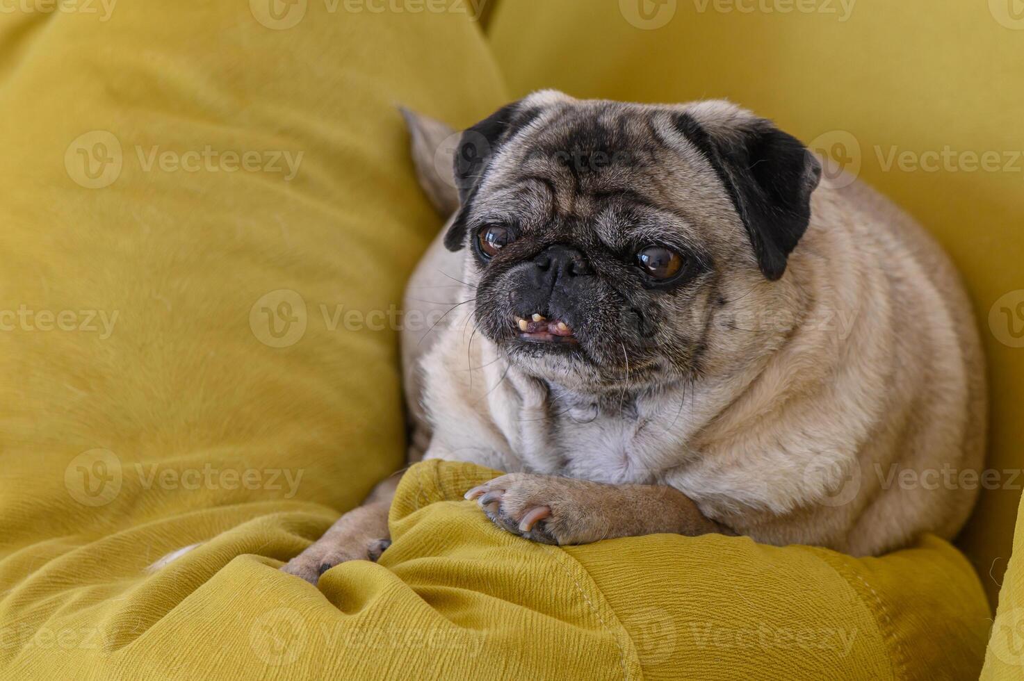 Cozy pug lying on the sofa 1 photo