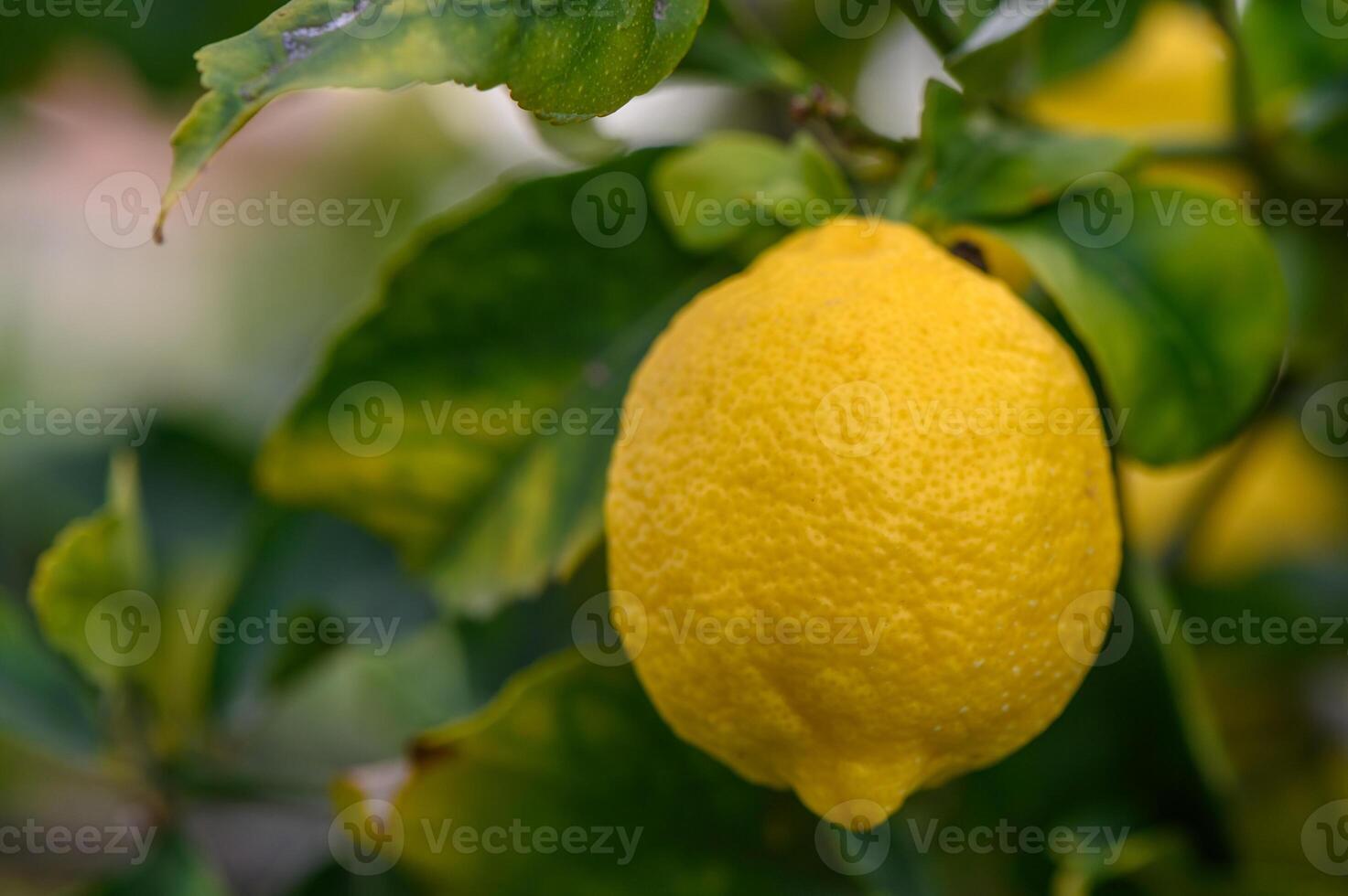 Citrus lemon fruits with leaves isolated, sweet lemon fruits on a branch with working path.1 photo