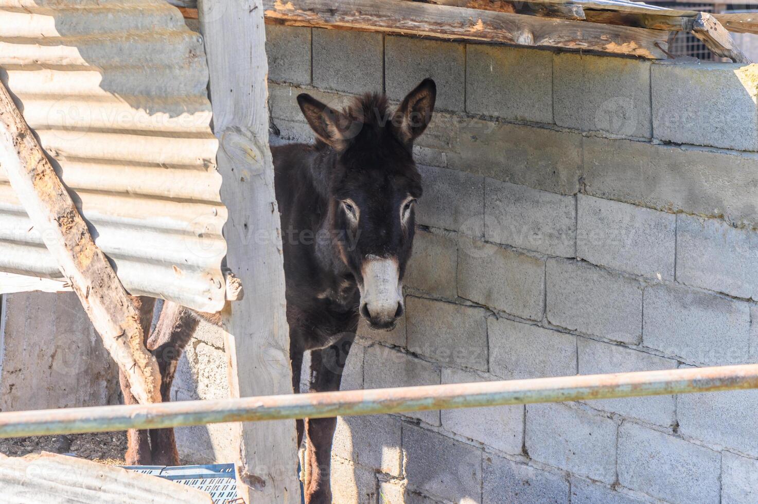 donkey in a pen in the village in winter 4 photo