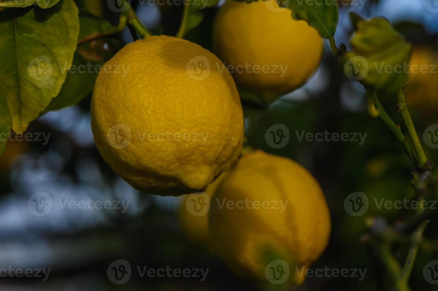 Bunch of Lemon fruit over green natural garden Blur background, Lemon fruit with leaves in blur background. 1 photo