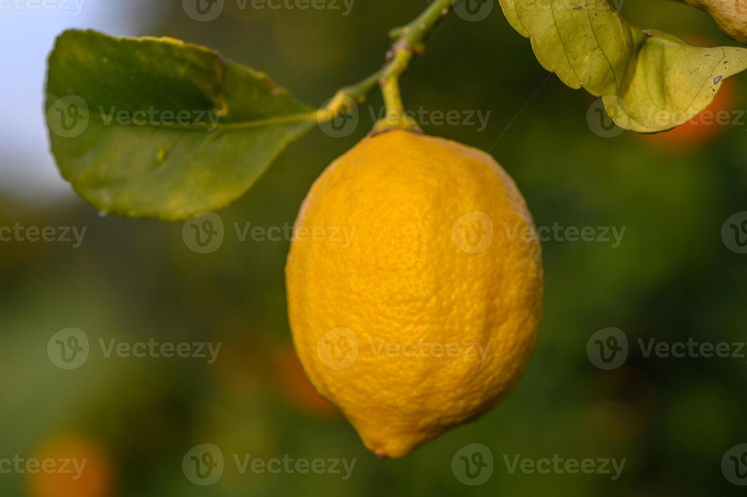 Citrus lemon fruits with leaves isolated, sweet lemon fruits on a branch with working path. 16 photo
