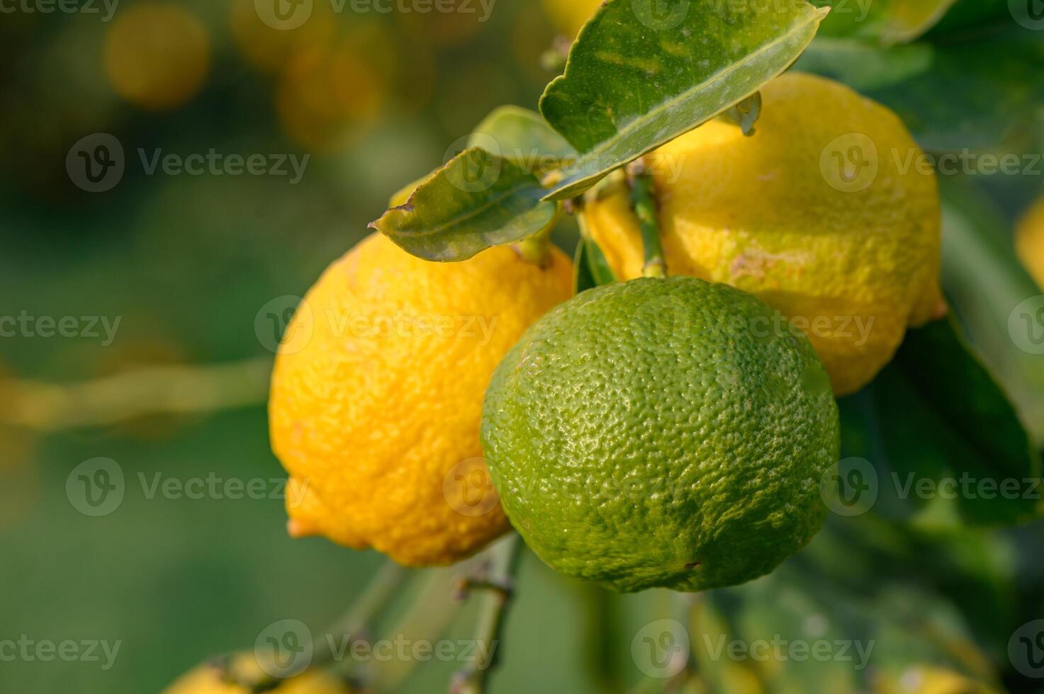 Yellow citrus lemon fruits and green leaves in the garden. Citrus lemon growing on a tree branch close-up.15 photo