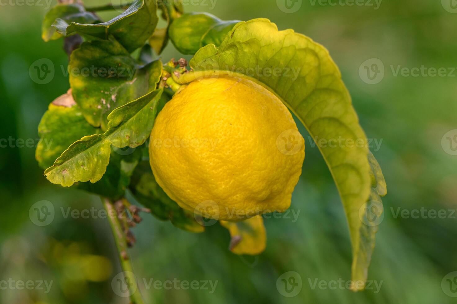 Citrus lemon fruits with leaves isolated, sweet lemon fruits on a branch with working path.15 photo