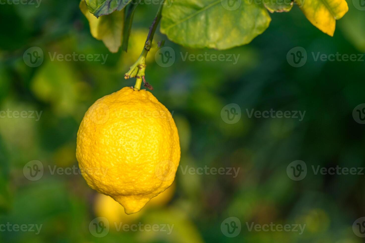 Yellow citrus lemon fruits and green leaves in the garden. Citrus lemon growing on a tree branch close-up.8 photo