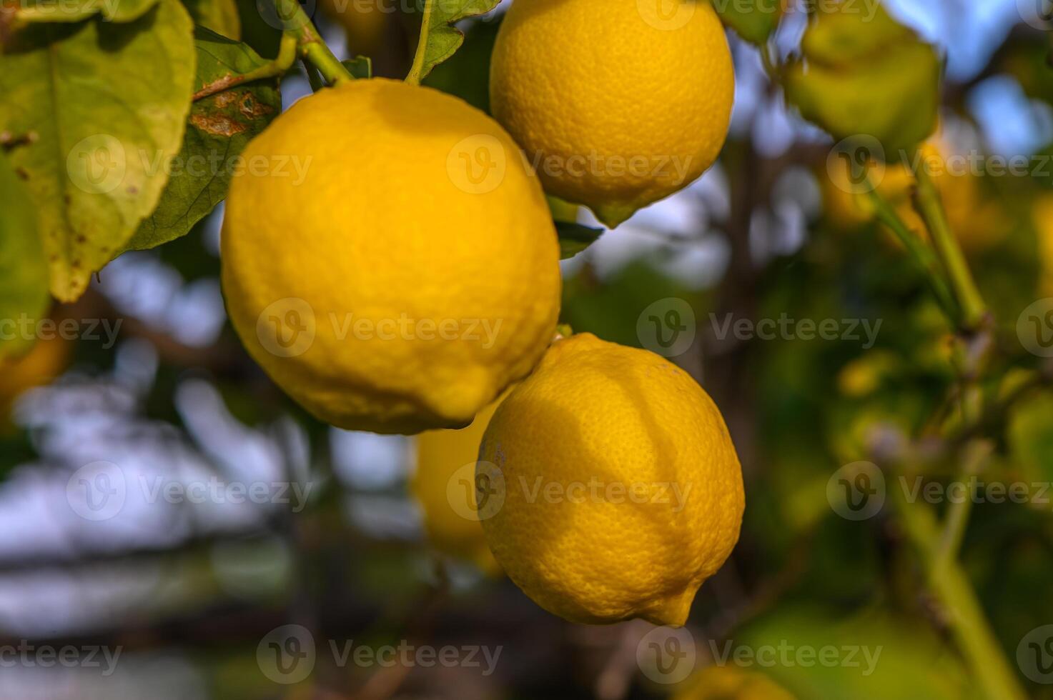 Yellow citrus lemon fruits and green leaves in the garden. Citrus lemon growing on a tree branch close-up.3 photo