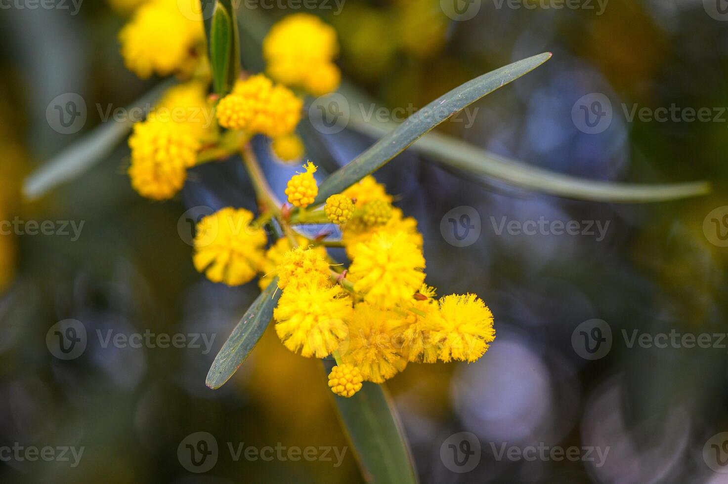 Yellow mimosa flowers. Close up. Spring, Womens day, Easter greeting card. Nature background 1 photo