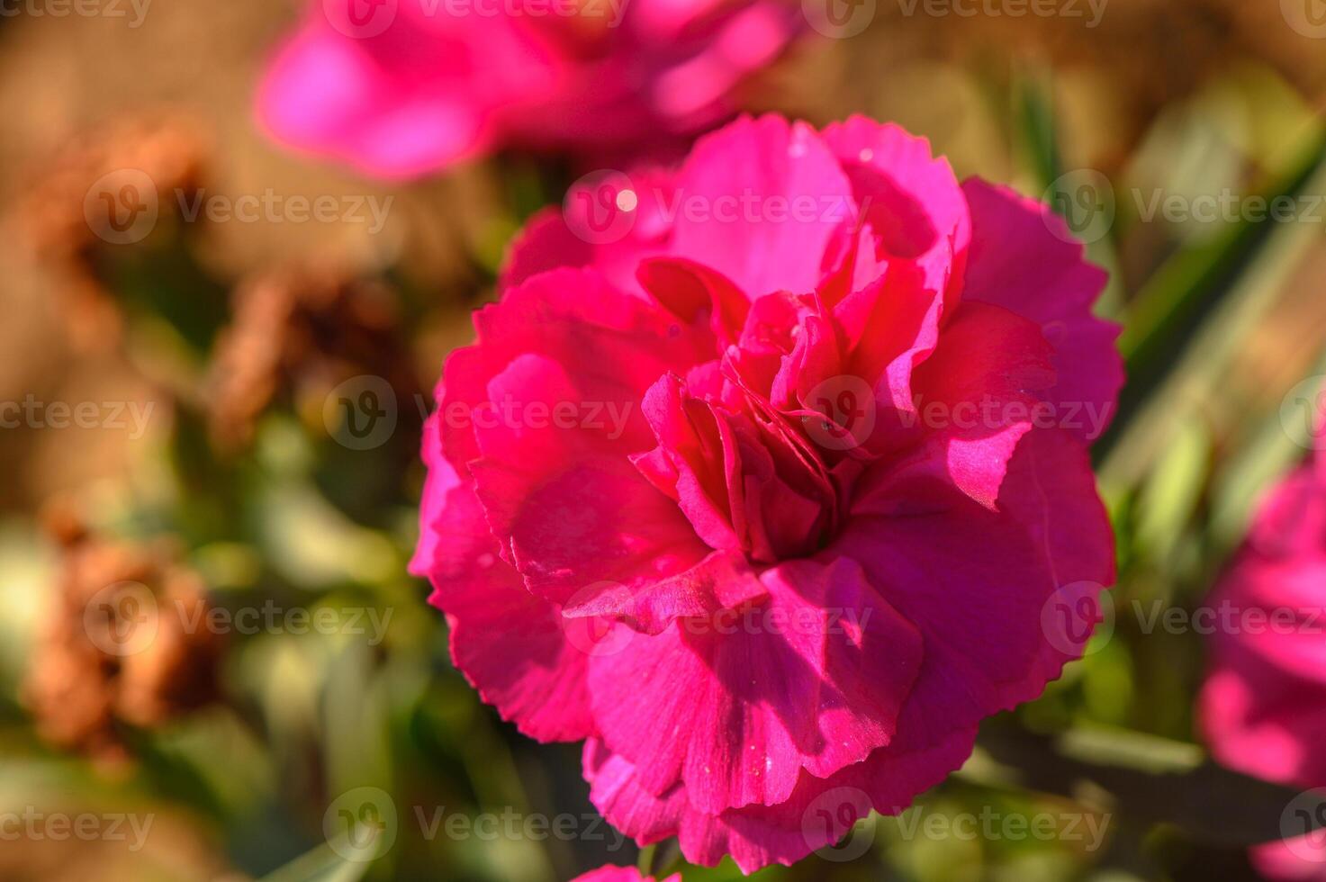 Dianthus caryophyllus 'Supertrouper Oscar' is a carnation with pink flowers photo