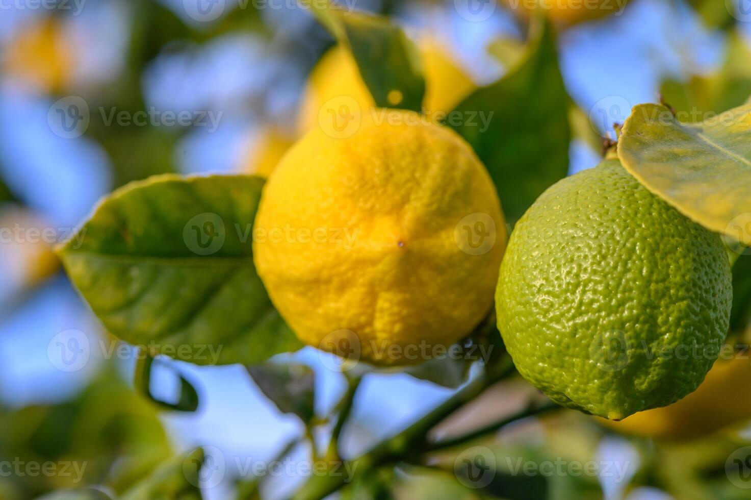 Yellow citrus lemon fruits and green leaves in the garden. Citrus lemon growing on a tree branch close-up. 14 photo
