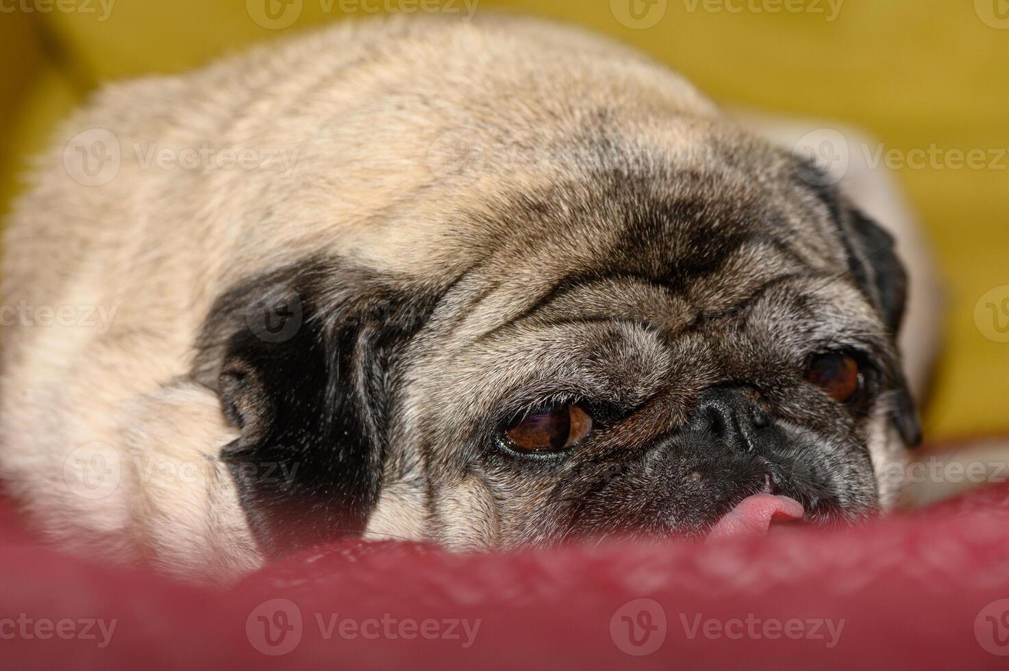 Cute pug dog on sofa at home 7 photo