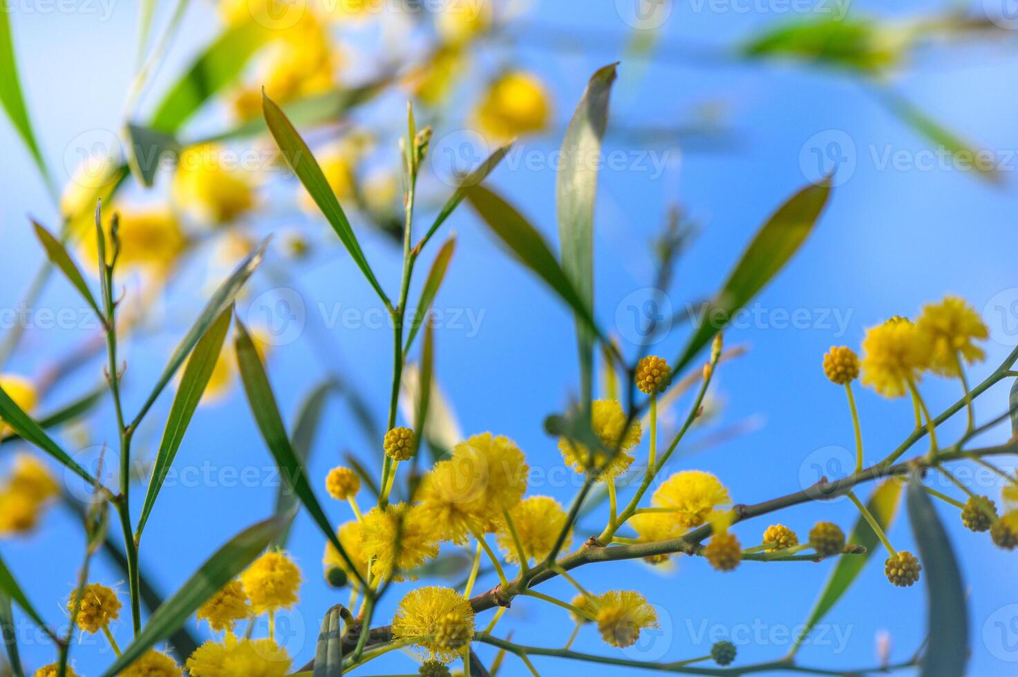 Mimosa flowers on a tree with blue sky.3 photo