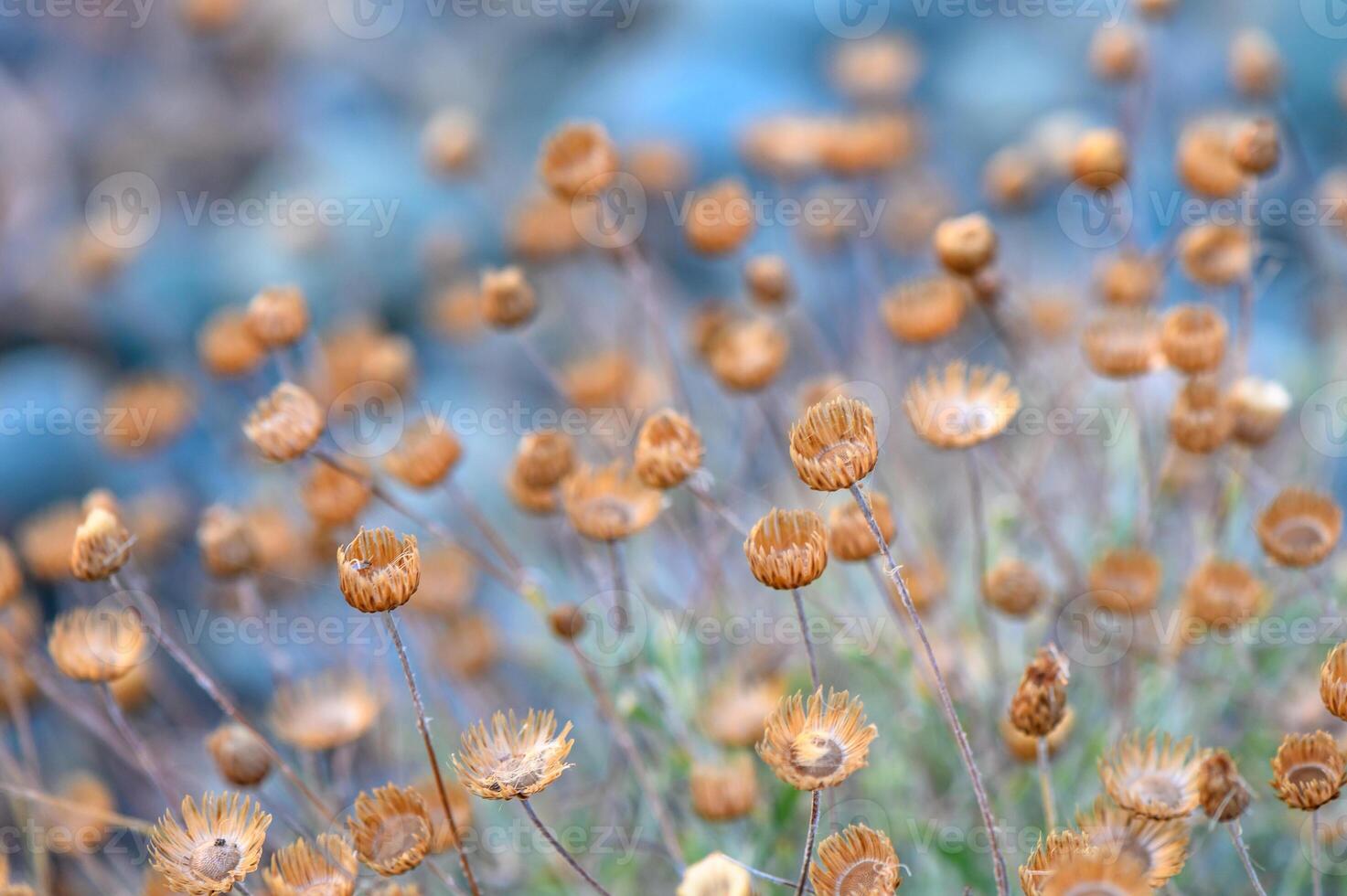 Beautiful wild flowers dried under violent hot summer sun in the field. photo