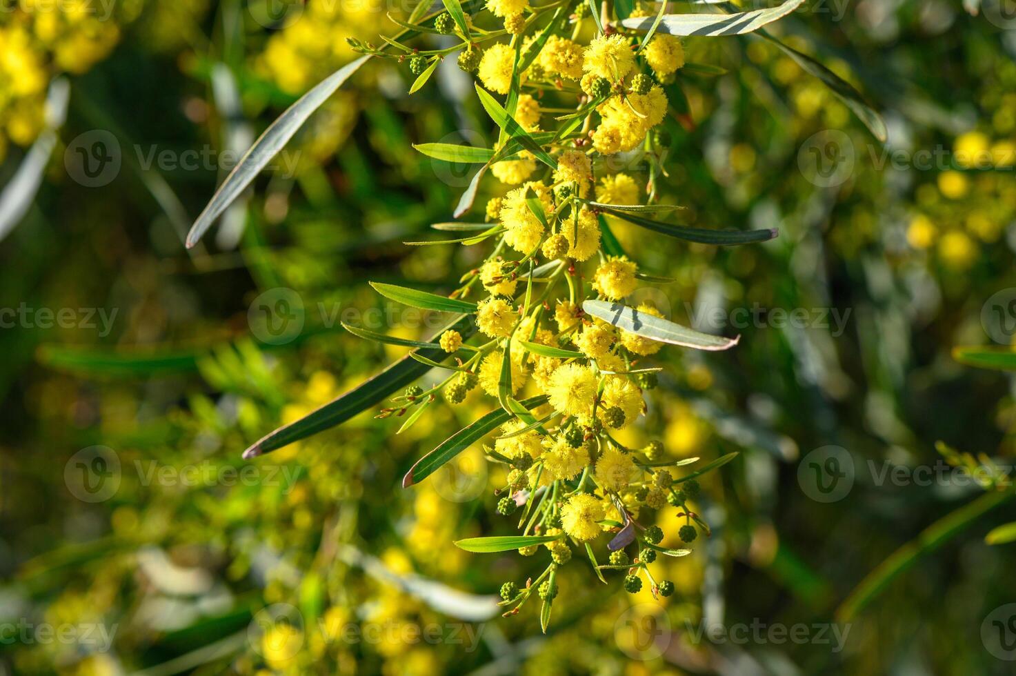 Yellow mimosa flowers. Close up. Spring, Womens day, Easter greeting card. Nature background 5 photo