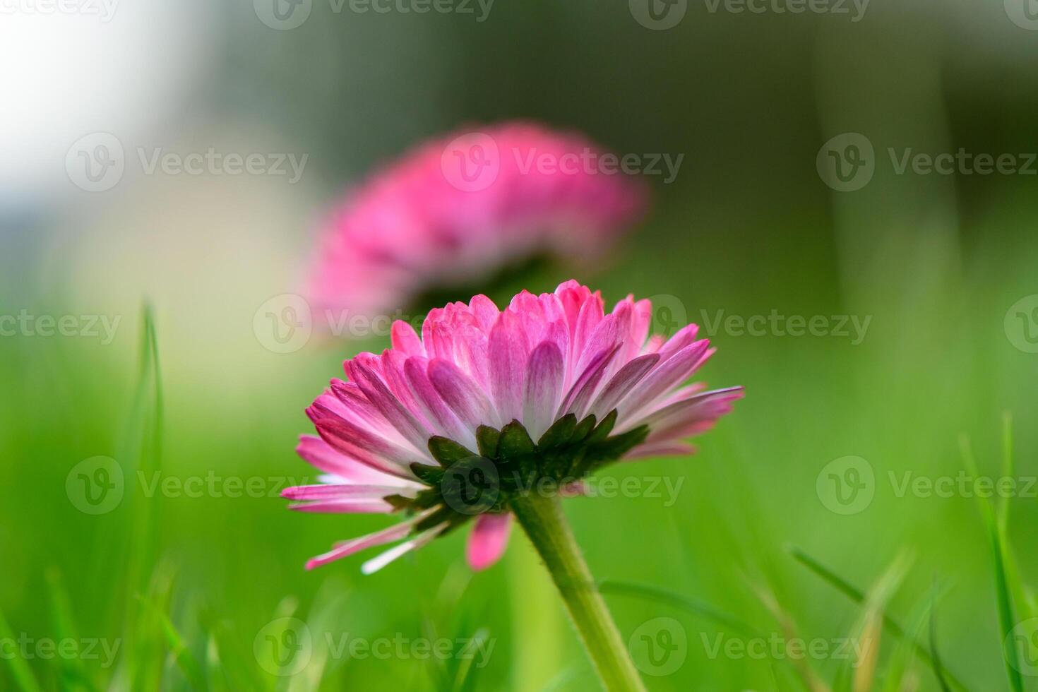 two flowers of white and pink magarita beautiful and delicate on a blurred grass background 4 photo