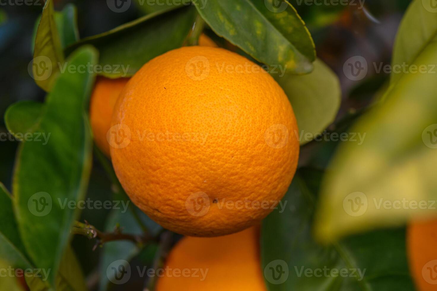 Orange garden with oranges in spring. Trees with fruits. 10 photo