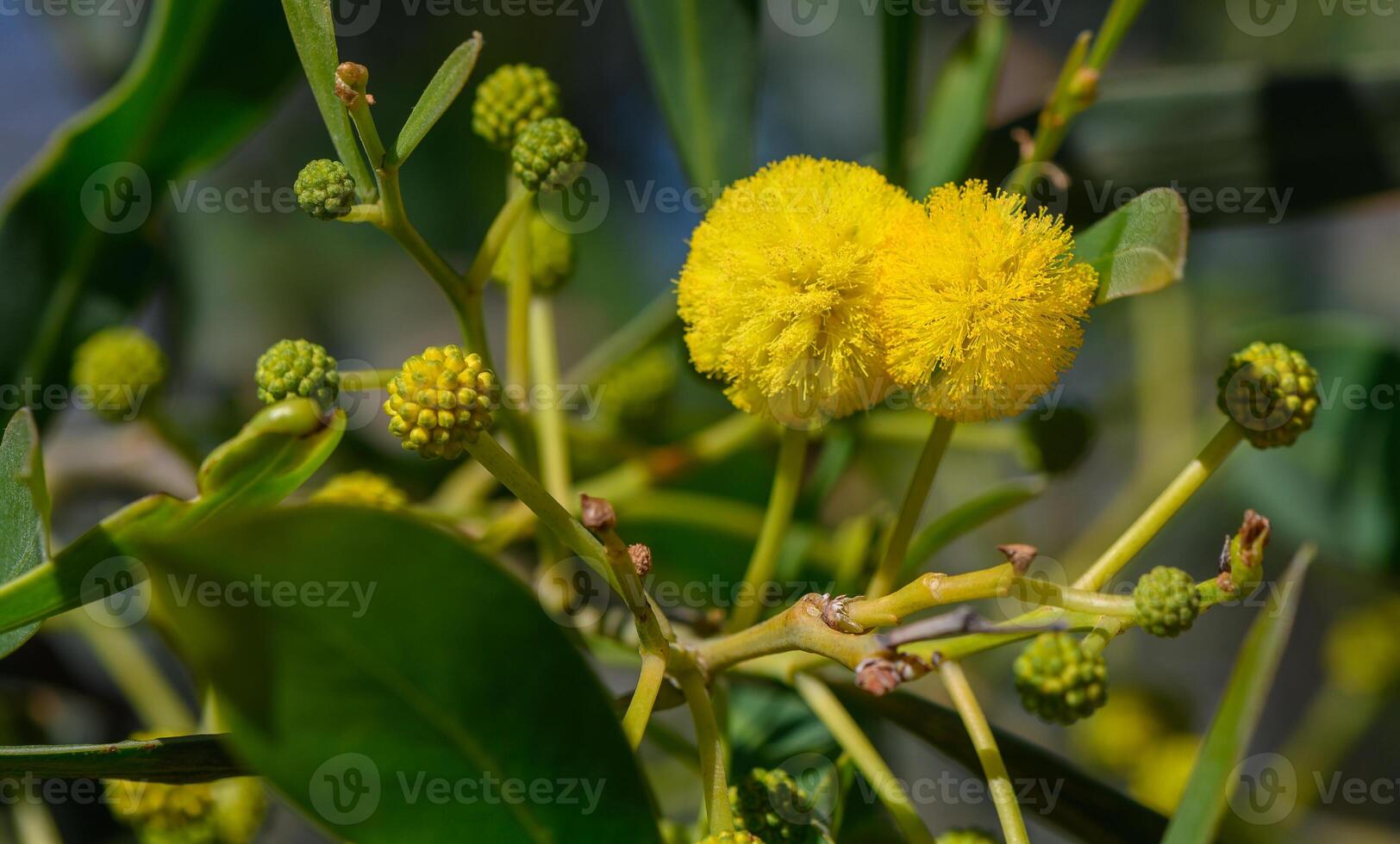 the beginning of mimosa flowering in Cyprus 3 photo