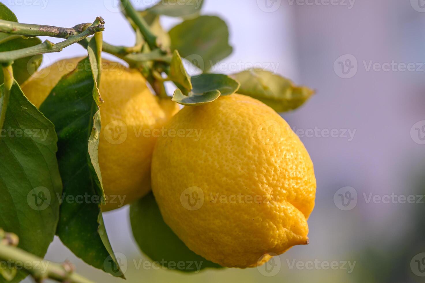 Yellow citrus lemon fruits and green leaves in the garden. Citrus lemon growing on a tree branch close-up.19 photo