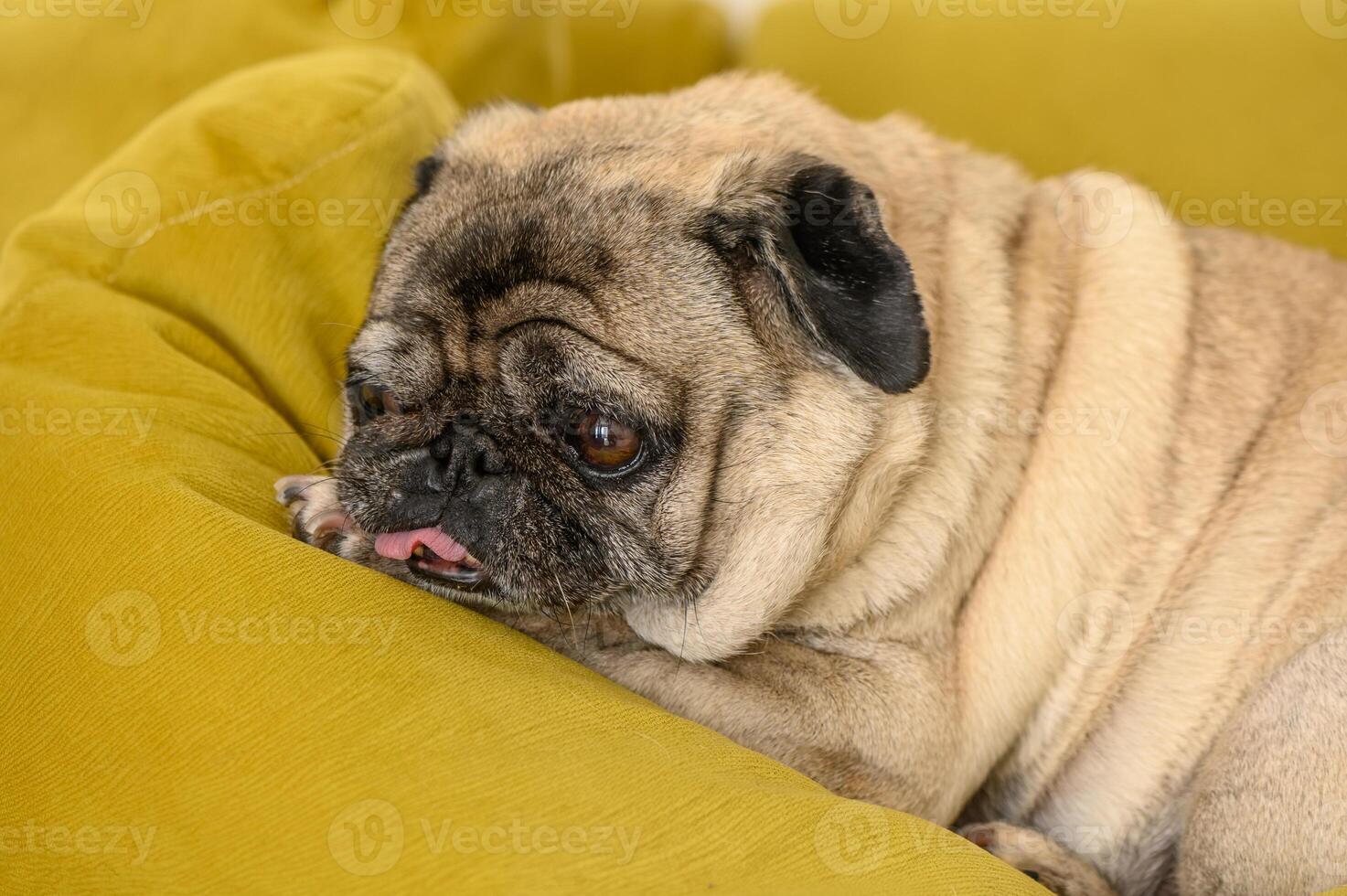 portrait of an old pug sleeping on a yellow sofa 2 photo