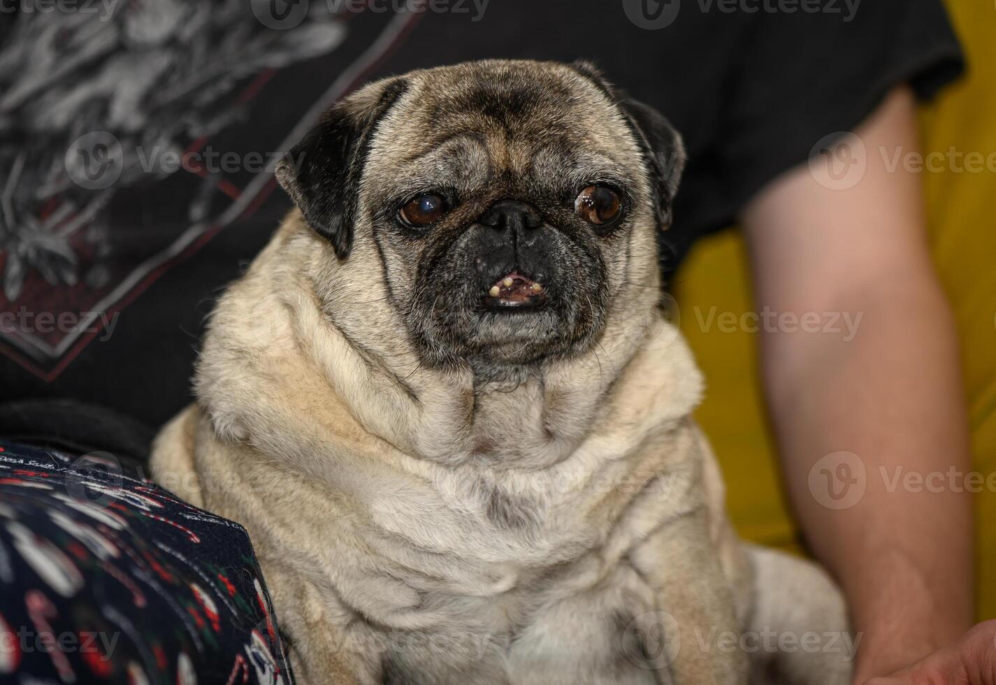 Senior pug resting at home 10 photo