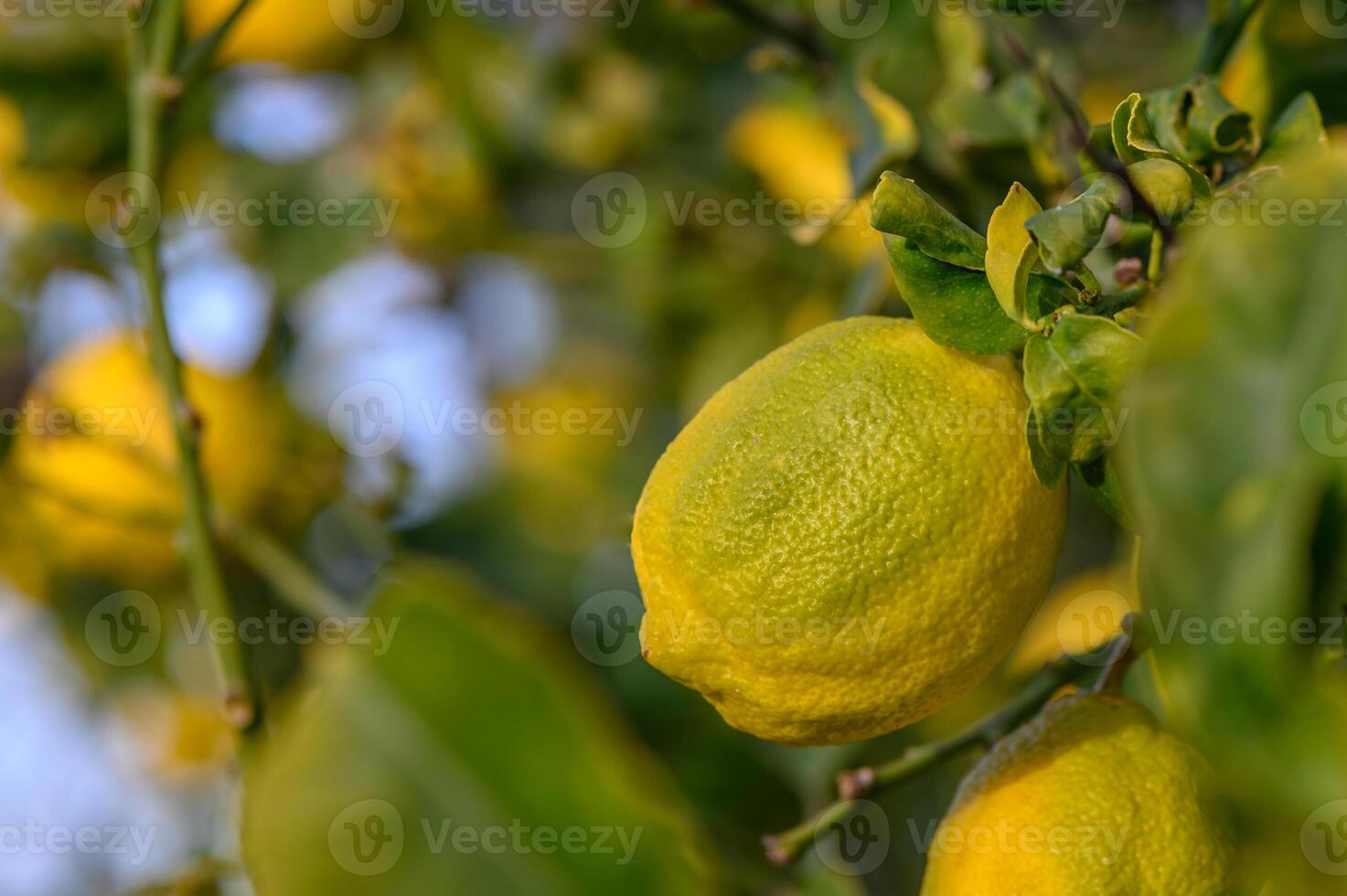 Yellow citrus lemon fruits and green leaves in the garden. Citrus lemon growing on a tree branch close-up.18 photo