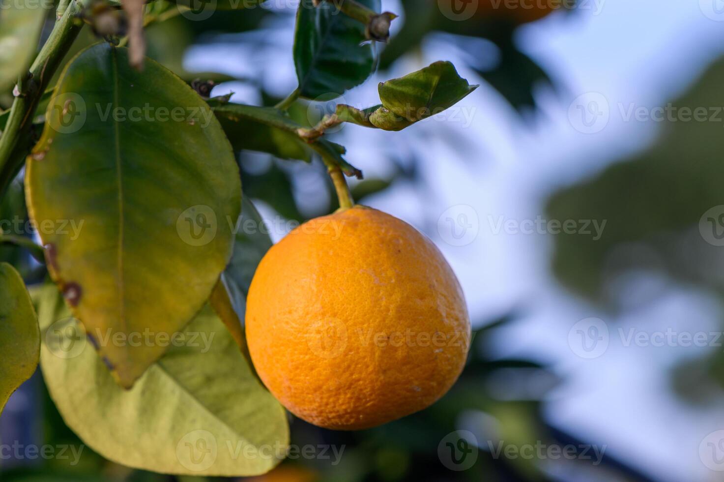 Close-up of ripe oranges hanging on a tree in an orange plantation garden 13 photo