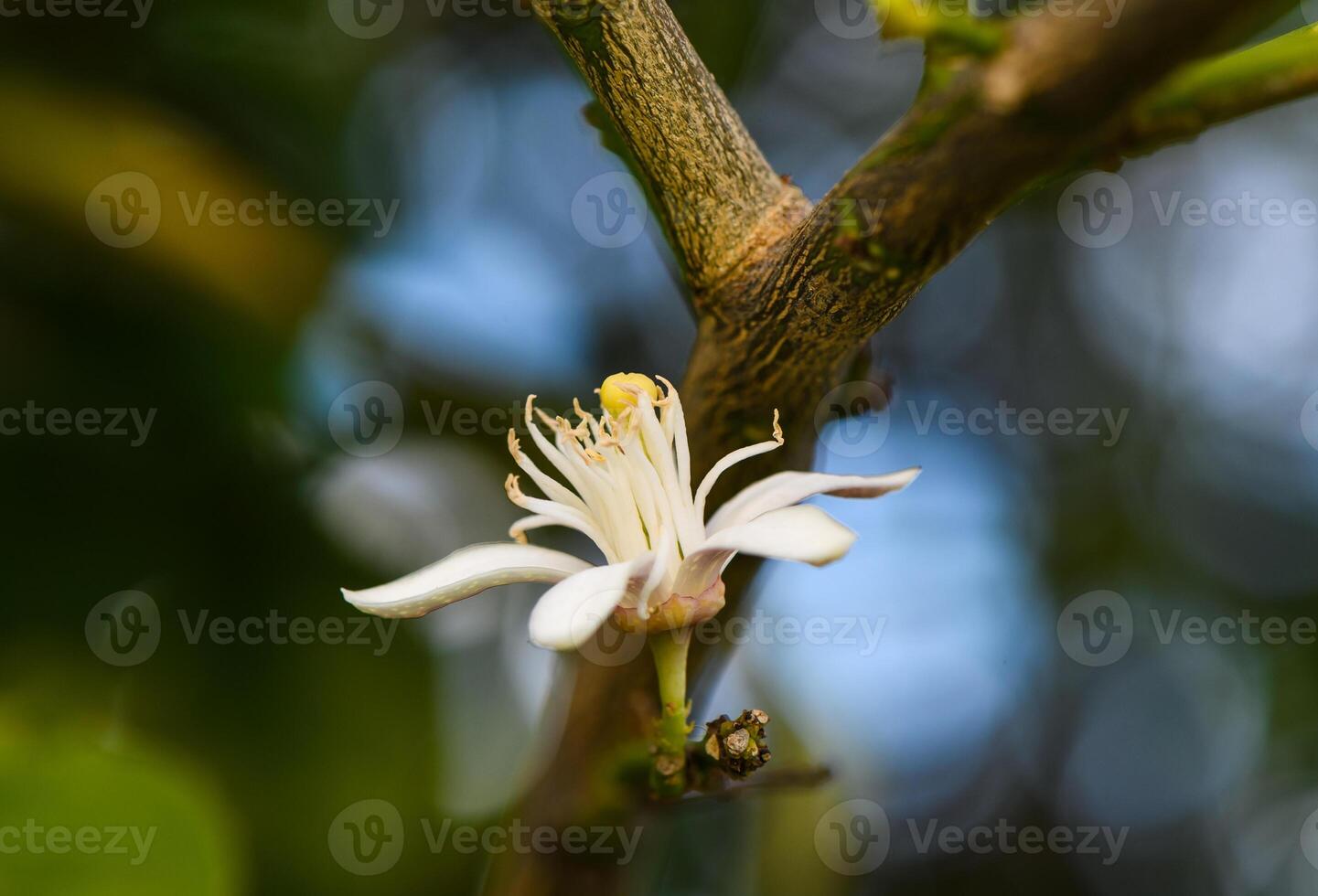 lemon flower on branches in lemon garden 3 photo