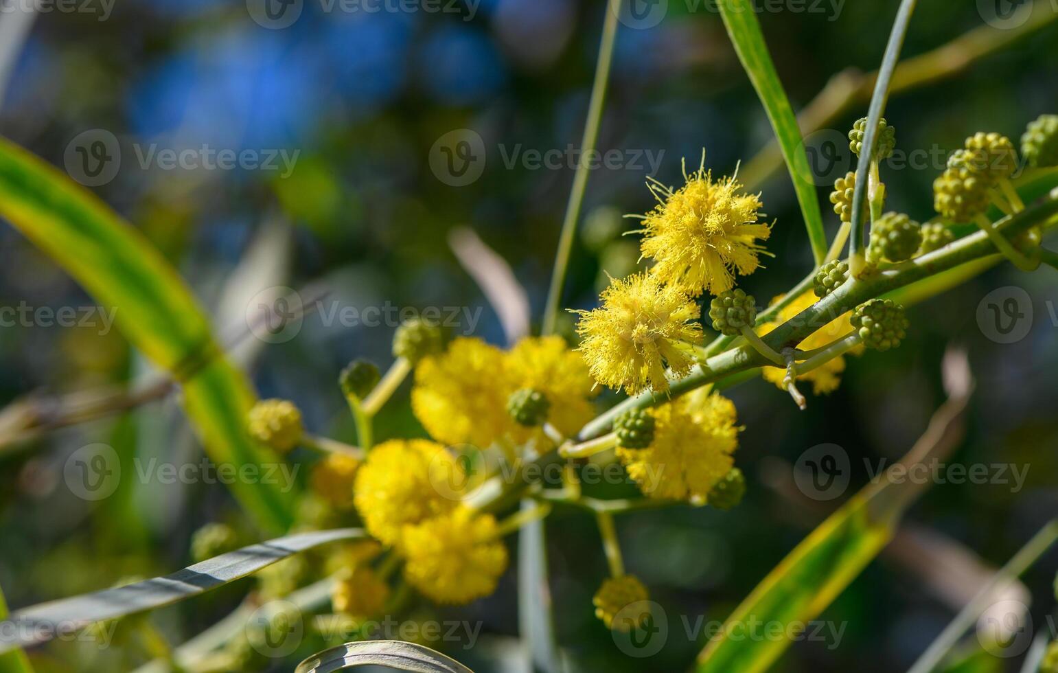 the beginning of mimosa flowering in Cyprus 7 photo