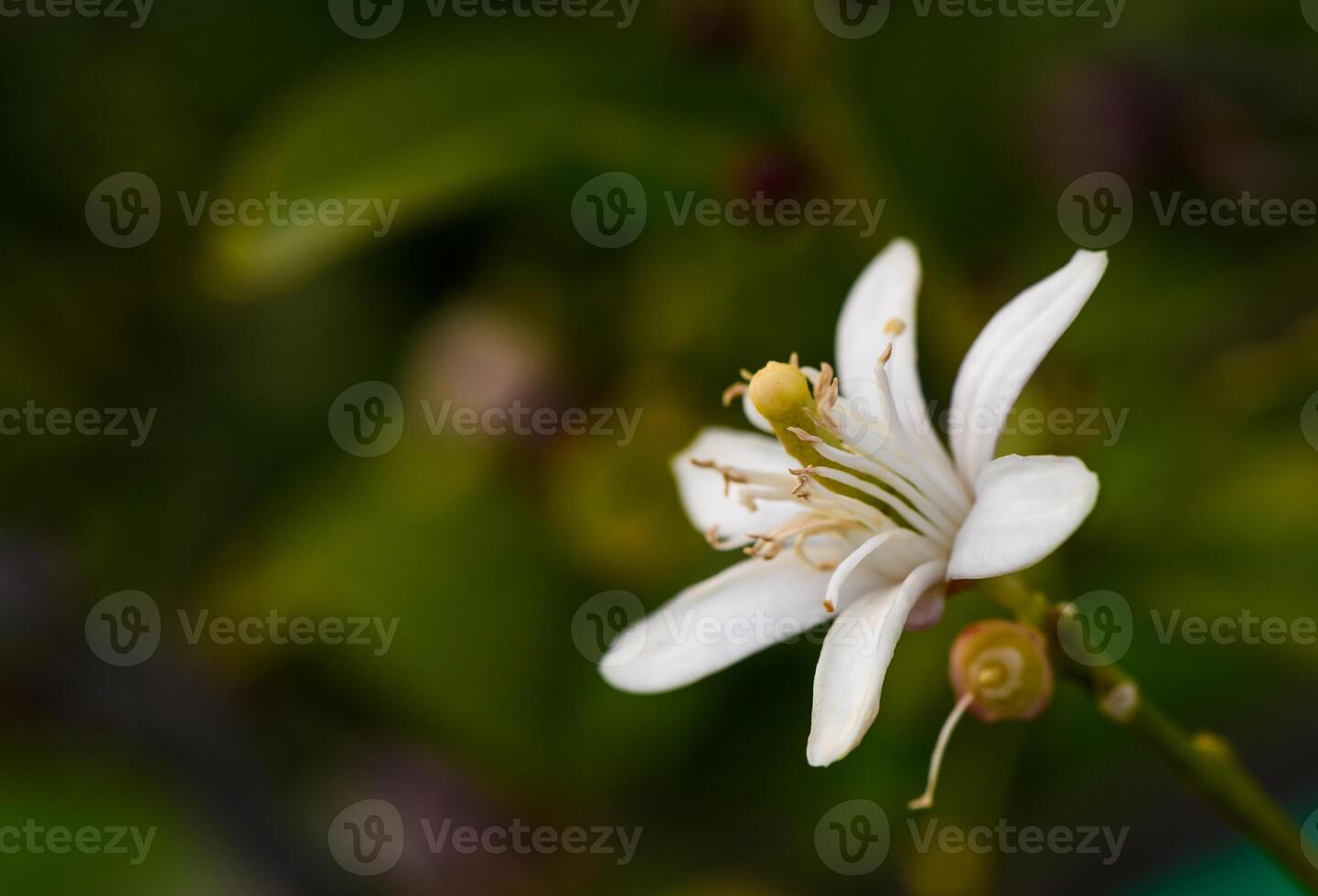 lemon flower on branches in lemon garden 4 photo