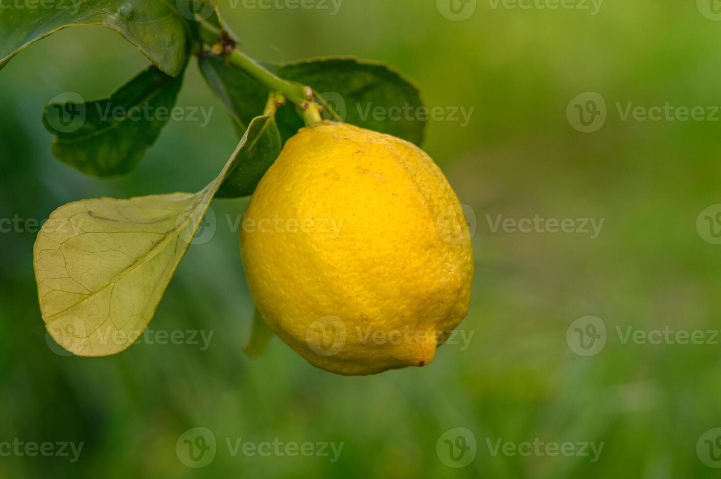 Citrus lemon fruits with leaves isolated, sweet lemon fruits on a branch with working path.14 photo