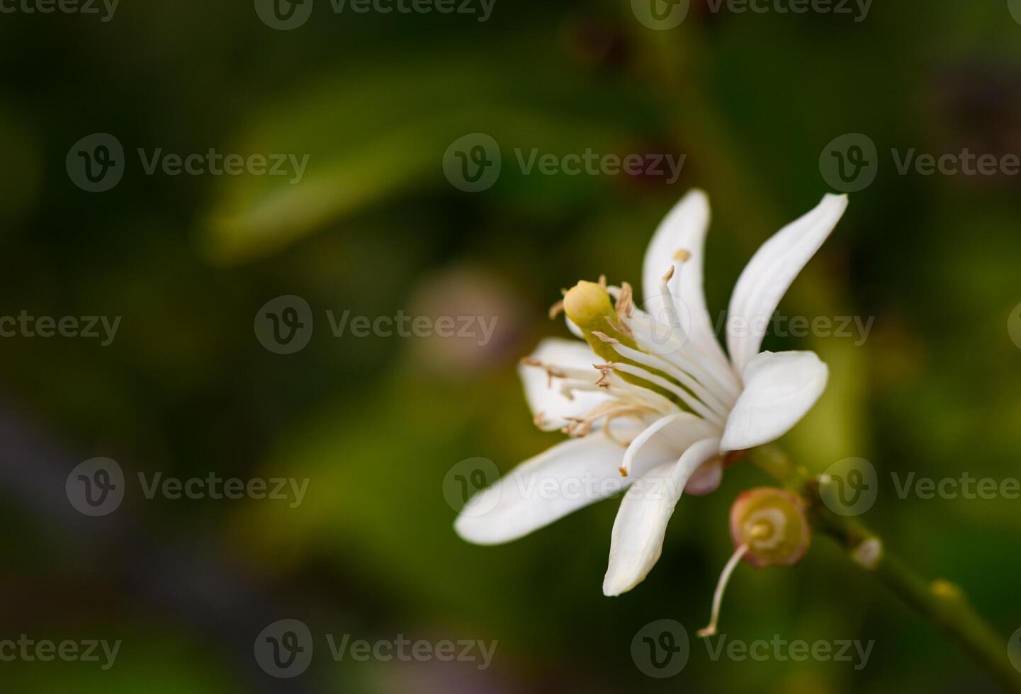lemon flower on branches in lemon garden 2 photo