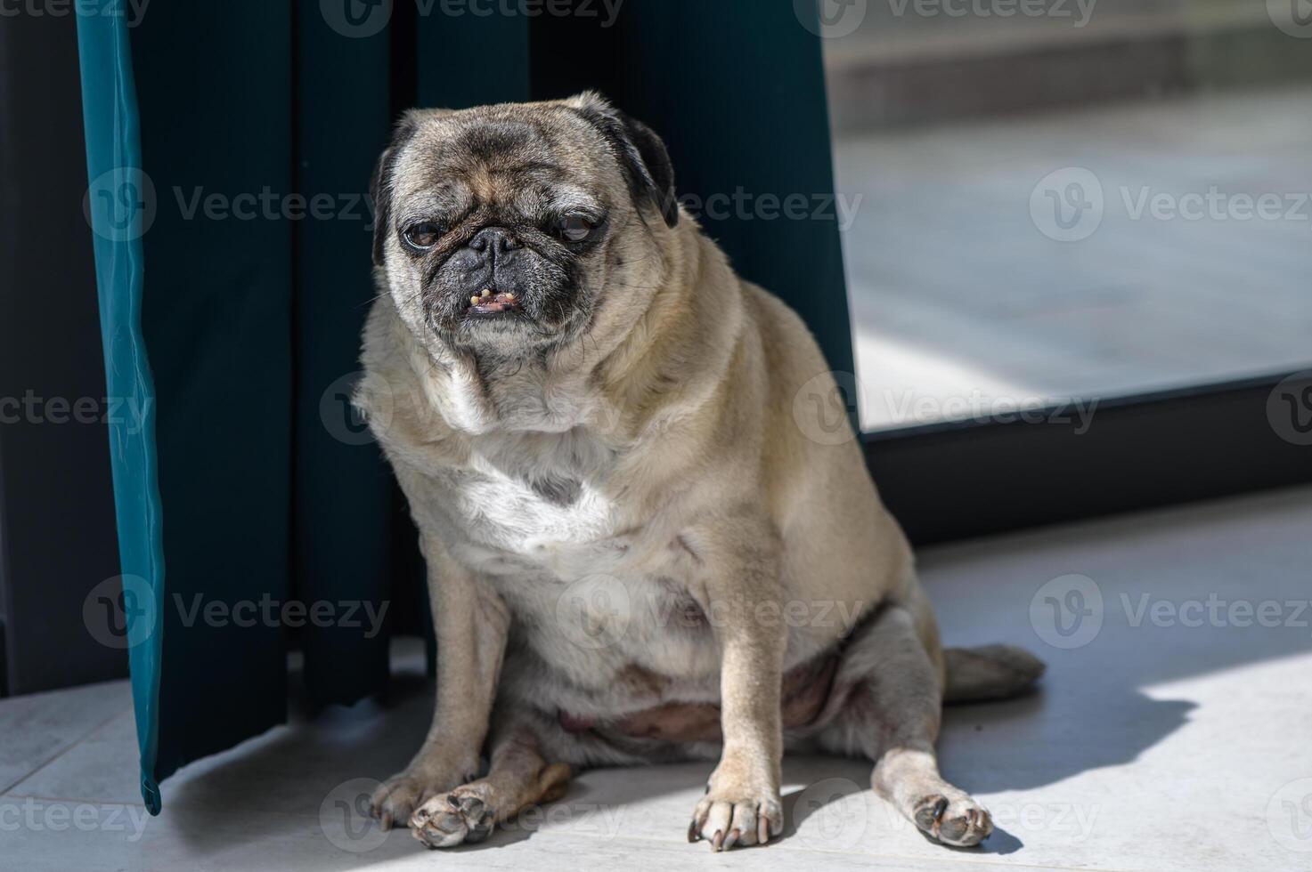 Senior pug resting at home 8 photo