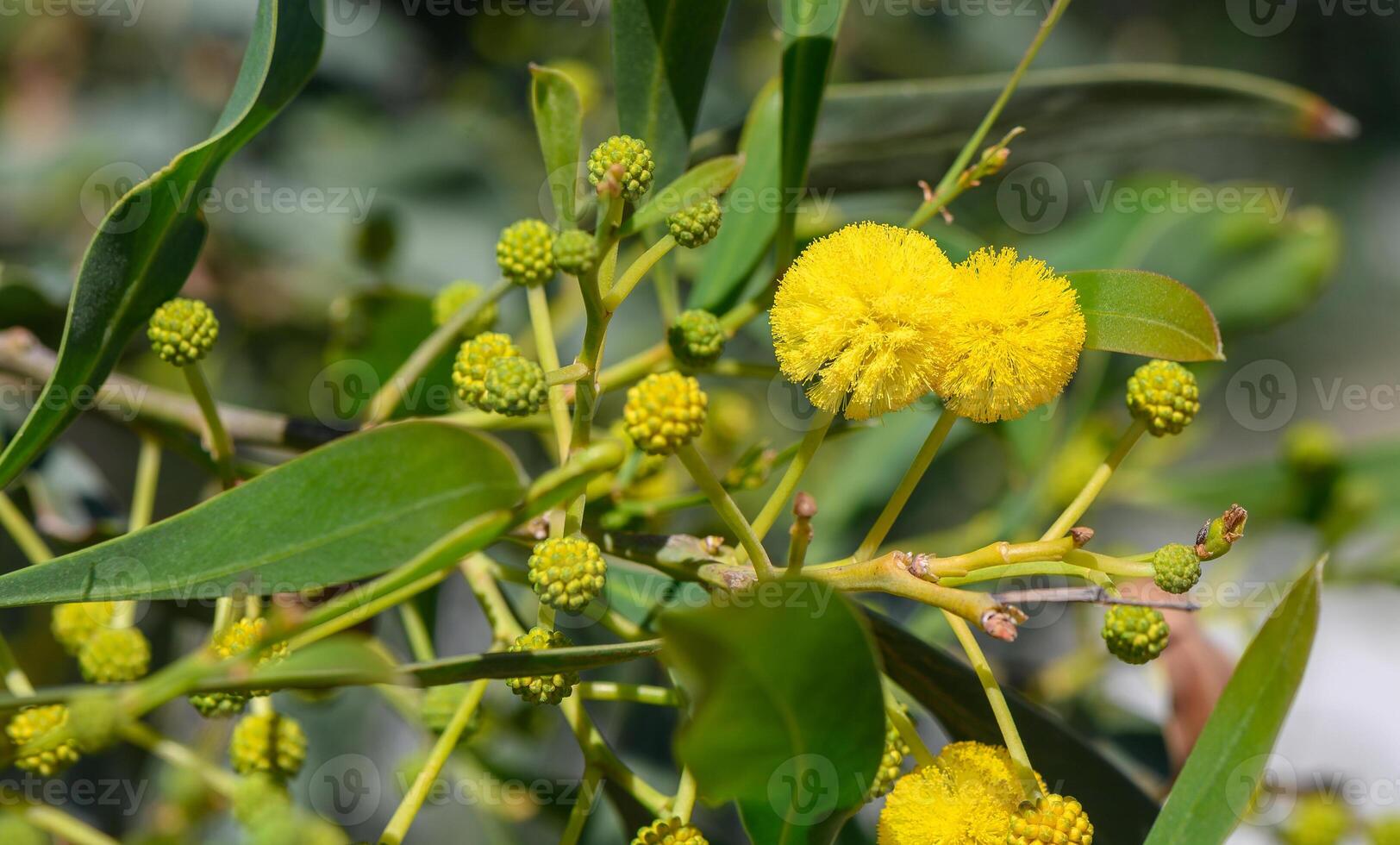 the beginning of mimosa flowering in Cyprus 1 photo