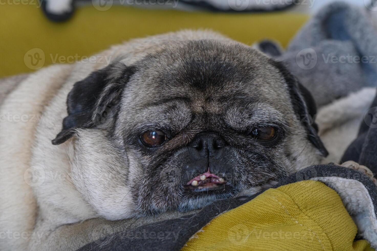 old pug lies on yellow pillows 6 photo