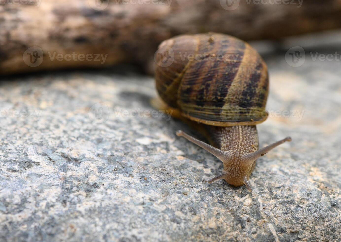 A snail crawling on the stone in the garden at sunny day. photo
